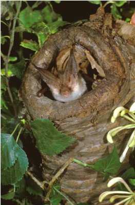 Brown long-eared bat. Copyright Hugh Clarke, Bat Conservation Trust