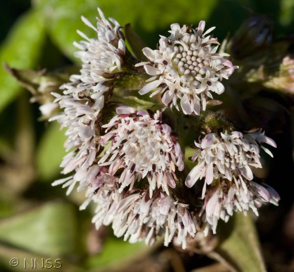 Winter Heliotrope